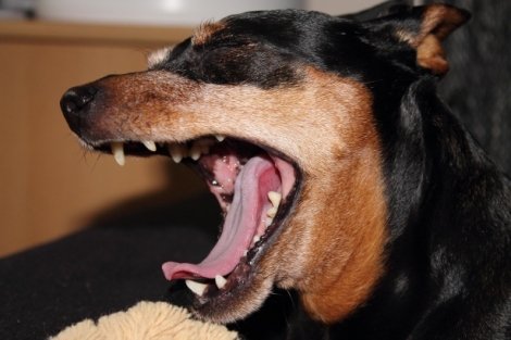 What to Do After A Dog Bite