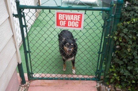 Dog Bite Law 101