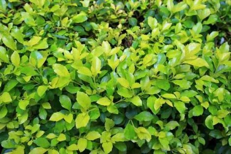 Injury Attorney Shrubbery Case In New Jersey
