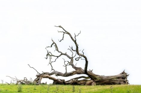 Negligence Lawyer U.: Tree Crushes Car