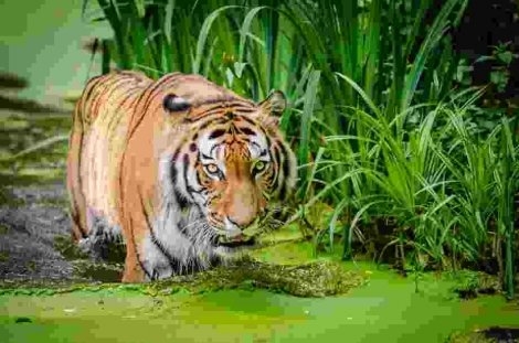 Animal Bite – When is Owner Responsible?