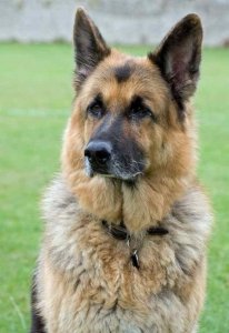 Dog Bite Attorneys- First Bite Cases